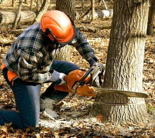 Tree Removal in Brandon, TX